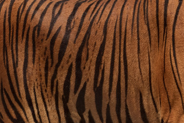 Fototapeta na wymiar Close-Up, Real Skin Texture of Tiger.
