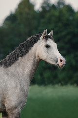 Portrait of a gray horse