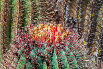 Fototapeta premium Blooming prickly cactus in the desert