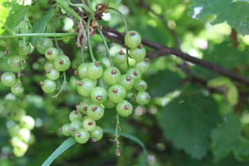 green currant on a branch of a Bush in the summer