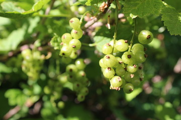 green currant on a branch of a Bush in the summer