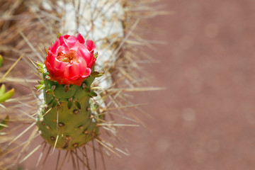 Blooming prickly cactus in the desert