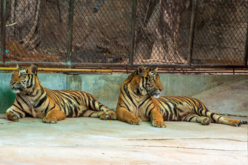 Fototapeta premium The two tiger that does not live naturally,lying on the cement floor,Showing various gestures.