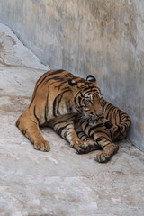 The great male tiger that does not live naturally,lying on the cement floor,Showing various gestures.