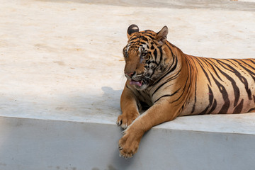 The great male tiger that does not live naturally,lying on the cement floor,Showing various gestures.