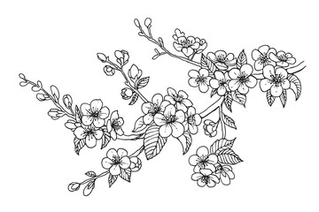 Naklejka premium Blooming cherry branch, vector illustration. Sakura isolated line sketch on white background.