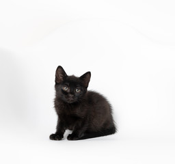 Tiny Black Kitten on White Chair