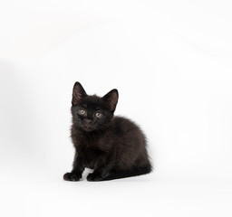Tiny Black Kitten on White Chair