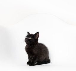Tiny Black Kitten on White Chair