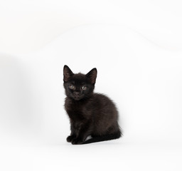 Fototapeta premium Tiny Black Kitten on White Chair