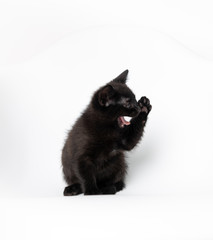 Tiny Black Kitten on White Chair