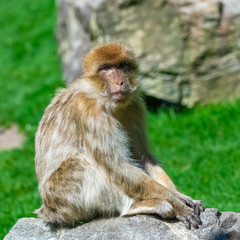 Barbary macaque, Macaca sylvanus, portrait of a monkey