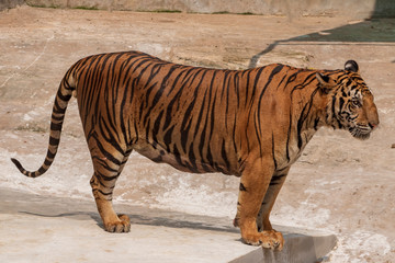 The great male tiger that does not live naturally,lying on the cement floor,Showing various gestures.