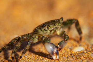 Sea crab on the sandy beach. Vacation at sea concept
