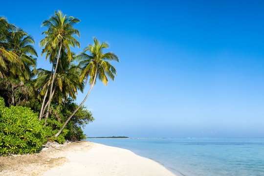 Beautiful tropical island with palm trees as background image