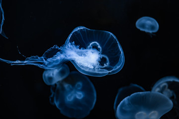 Jellyfish1