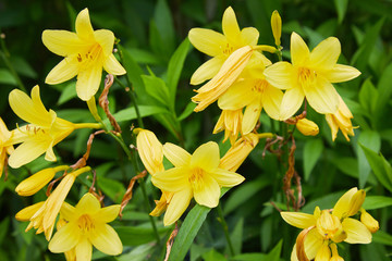 Plenty of branches of flower Hemerocallis lilioasphodelus (also called Lemon Lily, Yellow Daylily, Hemerocallis flava). Hemerocallis flava Known also as Lemon day-lily, Lemon Lily and Custard Lil