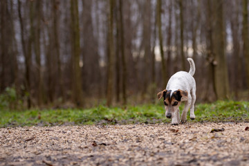 Jack Russell Terrier Cute dog is following a trail