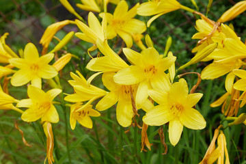 Plenty of branches of flower Hemerocallis lilioasphodelus (also called Lemon Lily, Yellow Daylily, Hemerocallis flava). Hemerocallis flava Known also as Lemon day-lily, Lemon Lily and Custard Lil