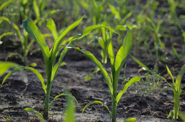 Corn sprout in a cornfield in sunlight