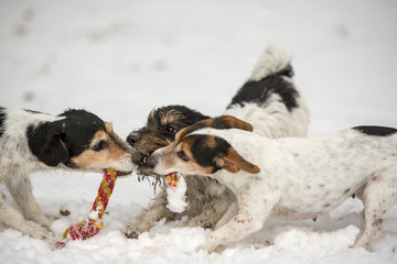 Jack Russell Dogs are playing in the snow together