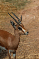 Gazelle dorcas at the zoo