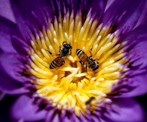 Two bees was finding a foods in a lotus pollens in late morning.