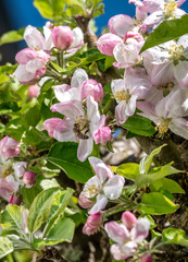 Obraz premium Blossoming Apple Tree in Spring