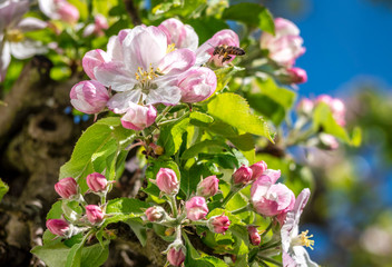 Obraz na płótnie Canvas Blossoming Apple Tree in Spring