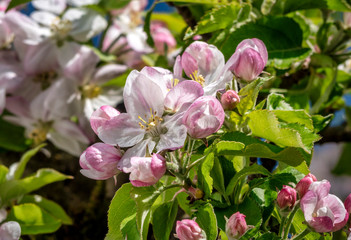 Fototapeta na wymiar Blossoming Apple Tree in Spring