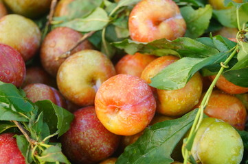 Fruit plums