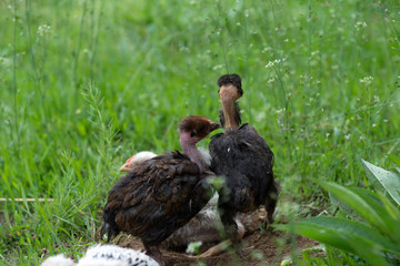 chicken