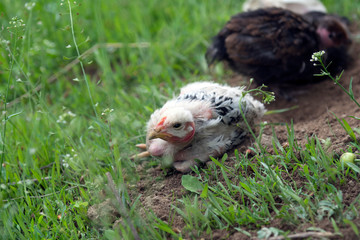 chicken in the grass