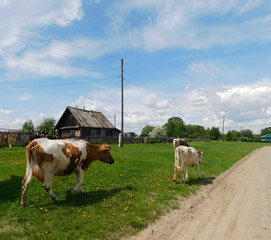 cows in a field