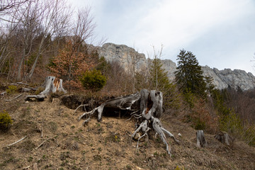 Interesting stump in alps region.