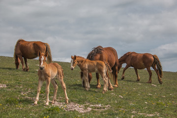 Gruppo di cavalli al pascolo