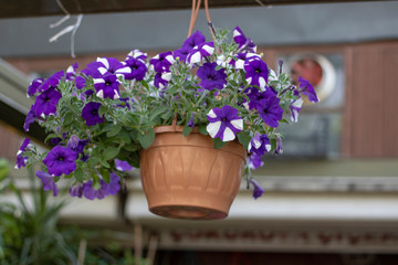 Moonflower blossom in flowerpot. It was taken hanging from above.