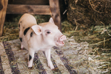 Funny minipig on the nature background © Tatiana