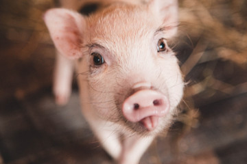 Funny minipig on the nature background © Tatiana