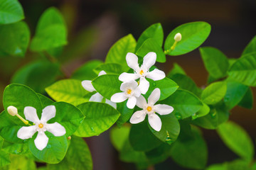 Tabernaemontana divaricata white flower on the tree. Close up blossom white sampaguita jasmine with leaf on natural background.