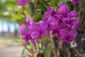 purple orchids on tree