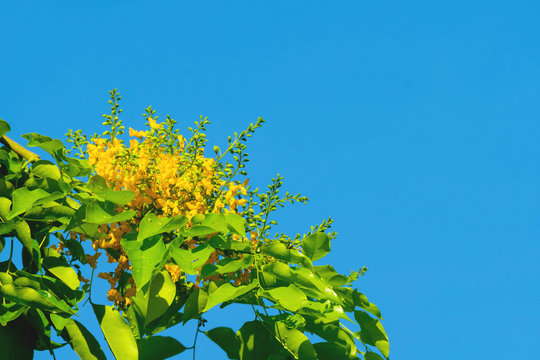 Pterocarpus macrocarpus yellow flower with the bees find food on nature sky background. Pterocarpus indicus Willd on green leaves blurred background. Burma padauk blooming on tree.