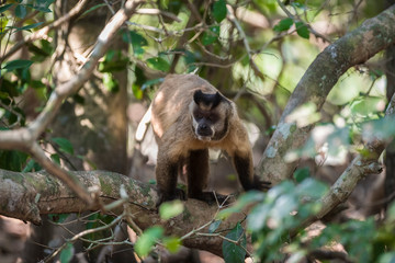 Brown striped tufted capuchin monkey,Pantanal,Brazil