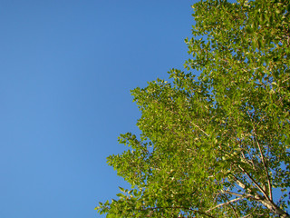 Fototapeta premium Tree - green branches and birch leaves. The background is a clear blue sky.