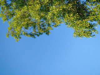 Tree - green branches and birch leaves. The background is a clear blue sky.
