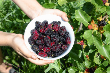 In the hands of a white bowl with delicious ripe juicy mulberry outdoors
