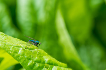 Beneficial Fly on a Swiss Chard Leaf in the Garden