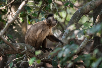 Naklejka na ściany i meble Brown striped tufted capuchin monkey,Pantanal,Brazil