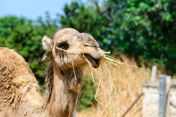 camel close up head shot