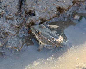 A Toad in Shallow Water